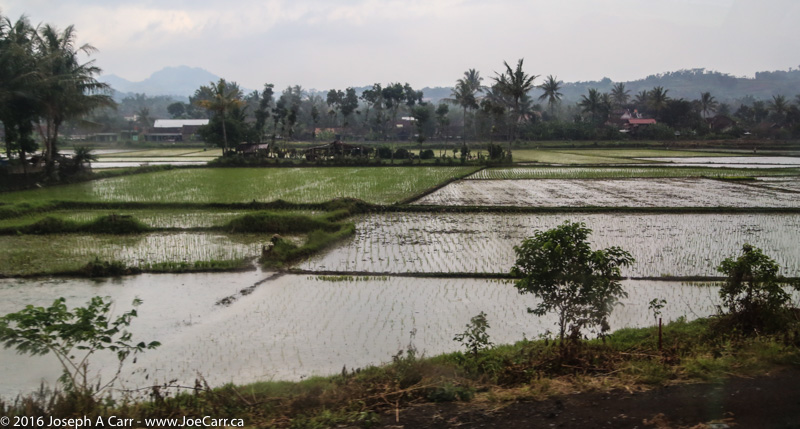 Flooded rice fields in Indonesia