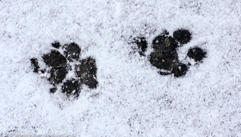 Dog paw prints in the snow