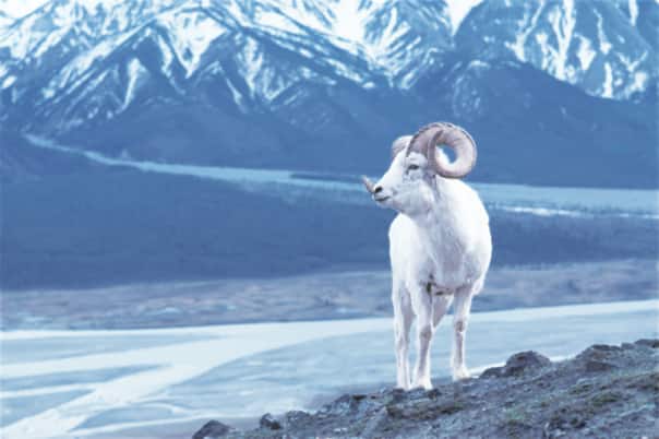 Dall sheep in Alaska
