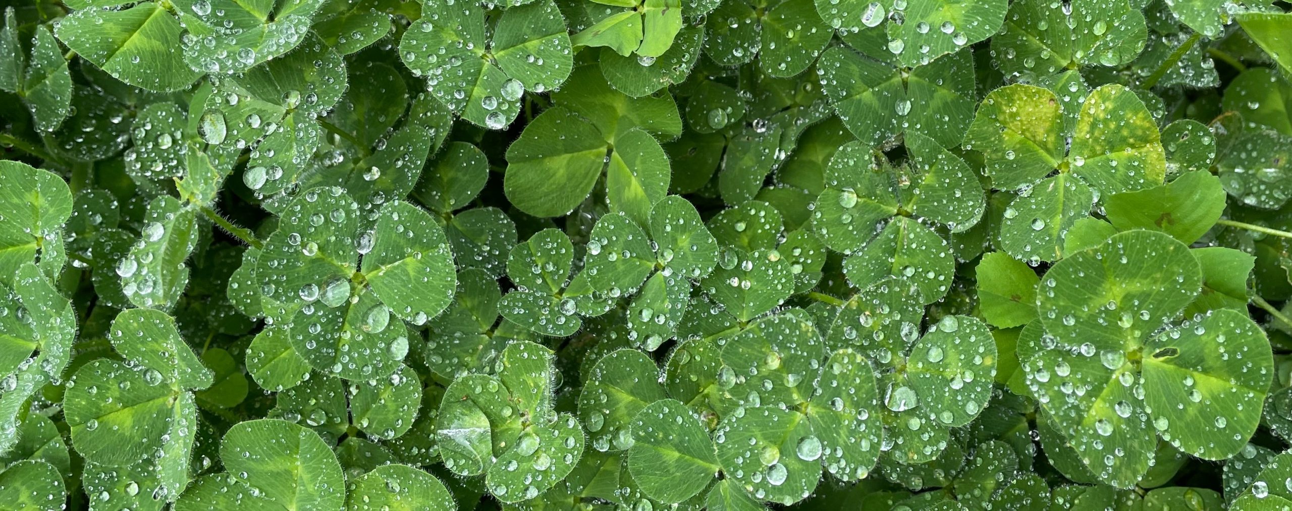 Raindrops on a patch of clover