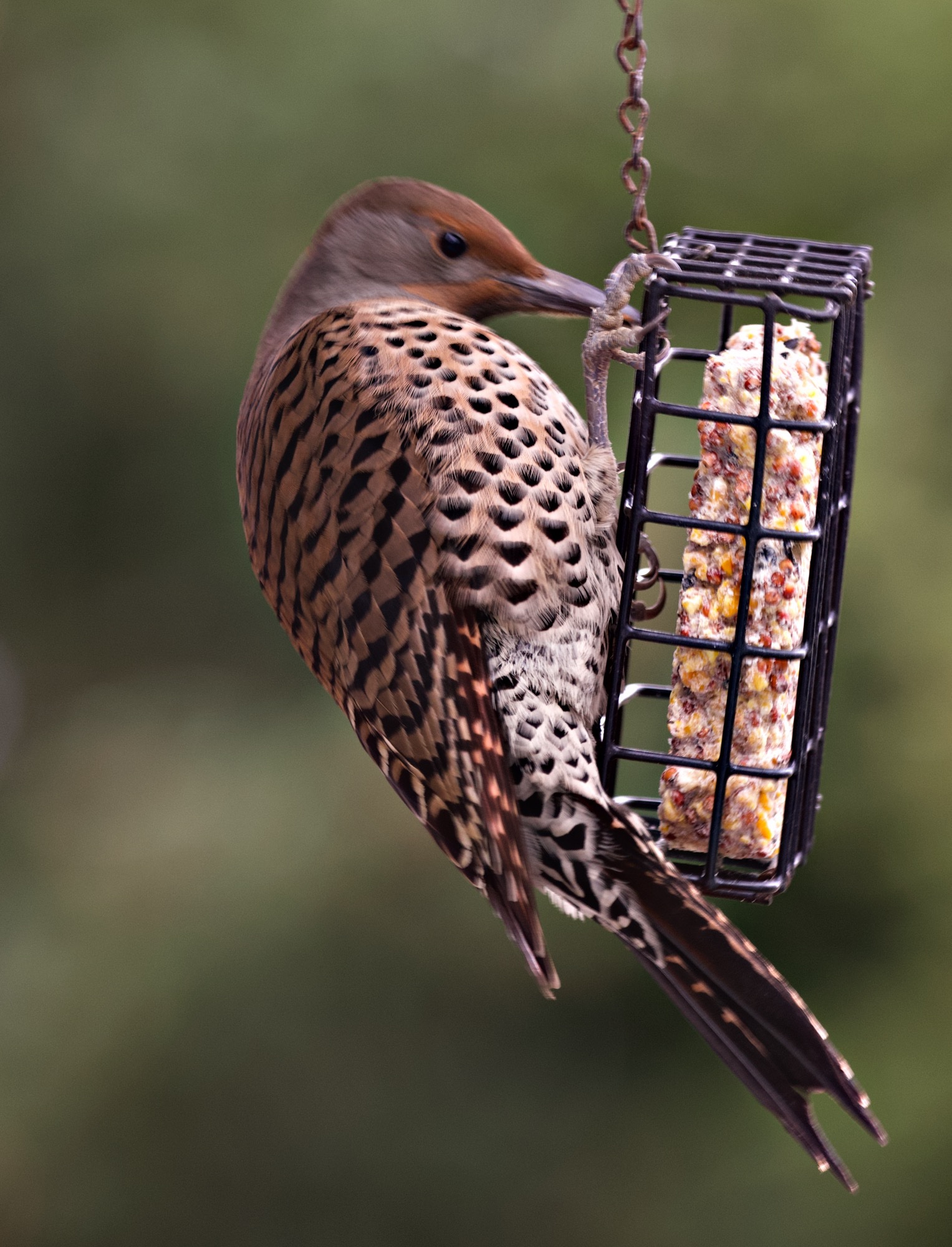 Female Red-shafted Northern Flicker at the suet feeder
