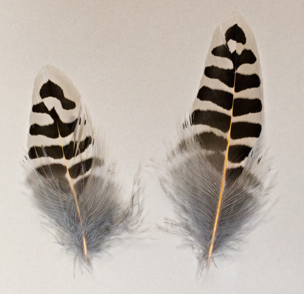 Two feathers from a Red-shafted Northern Flicker