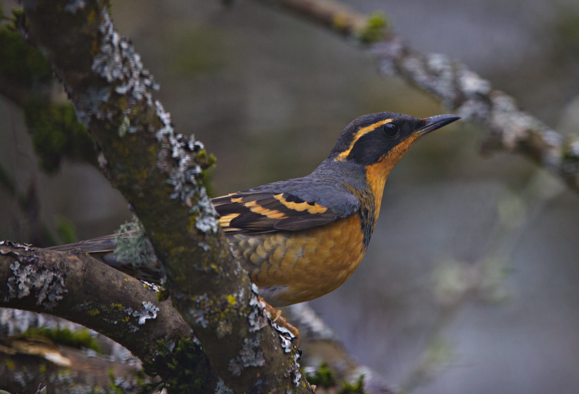 Varied Thrush perched in a tree in our yard - one of two birds.
