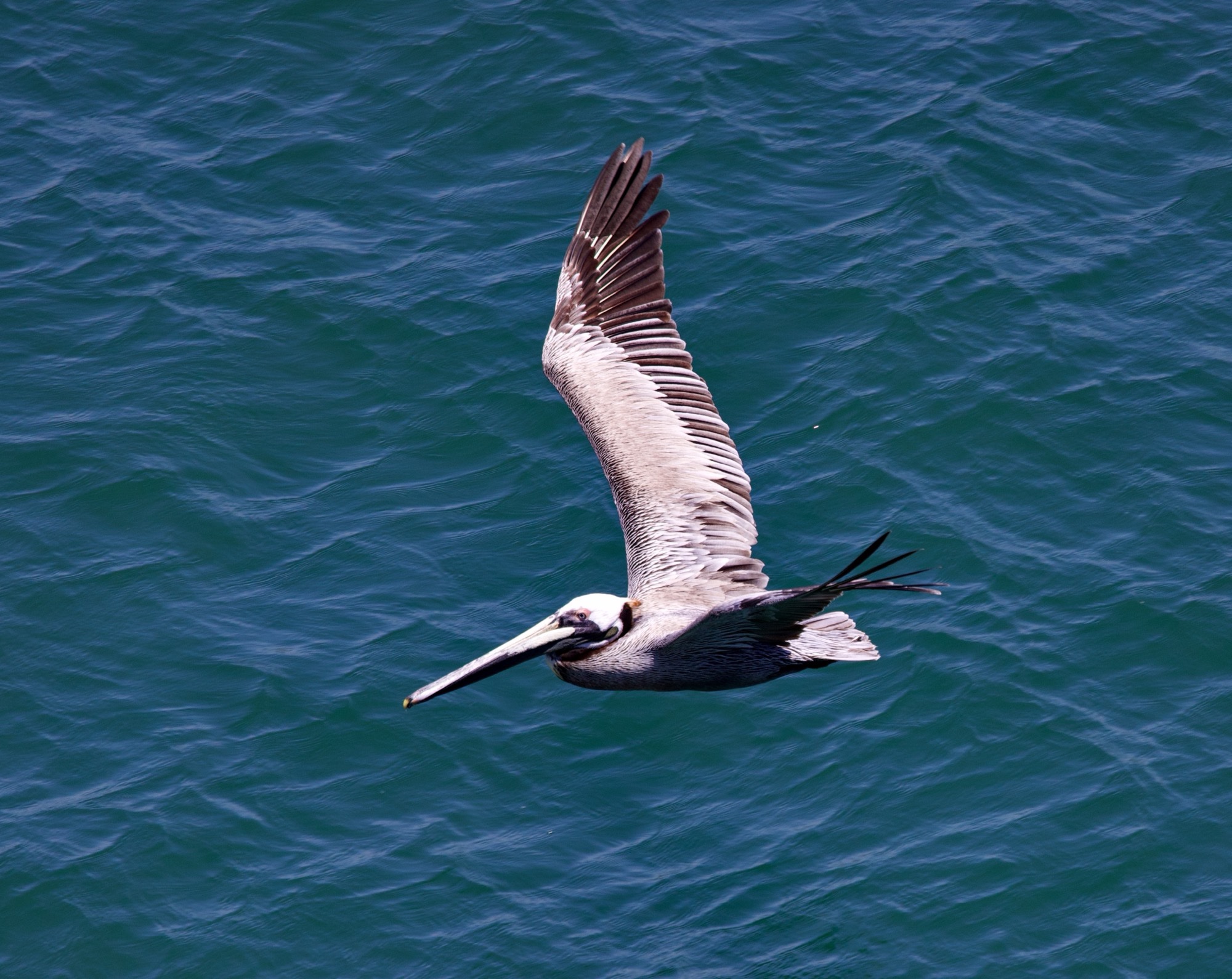 Brown Pelican flying low over the harbour at Puerto Vallarta, Mexico - Joe Carr photo - 2024JCR5BC6A4071