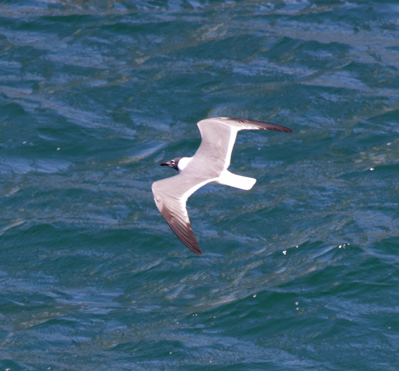 A Laughing Gull flying low over the water