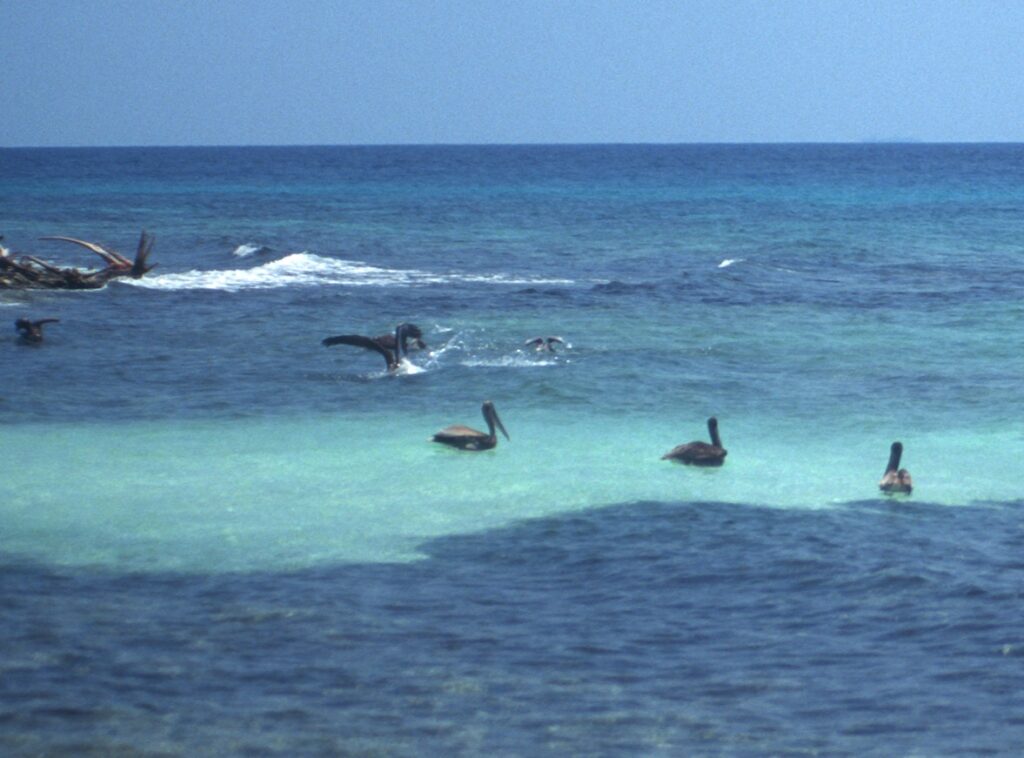 Brown Pelicans in the water at Laughing Bird Caye, Belize - Photo by Joe Carr - 970411-2