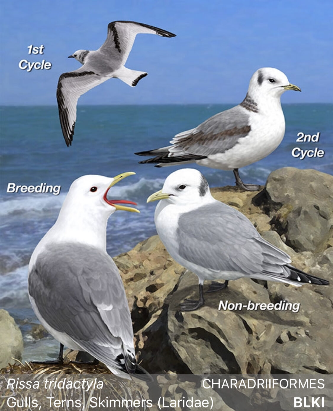 Black-Legged Kittiwake