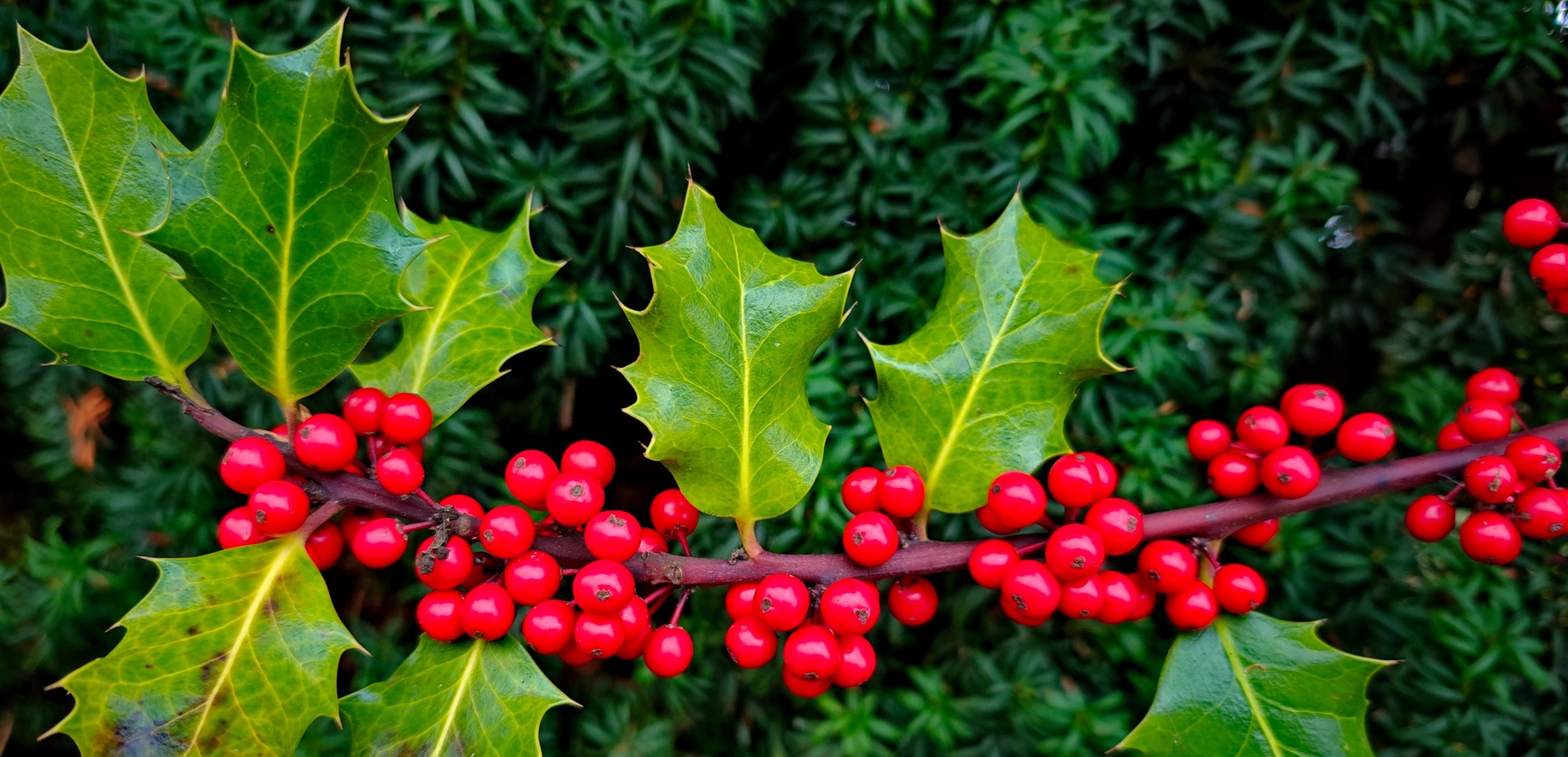 Holly berries