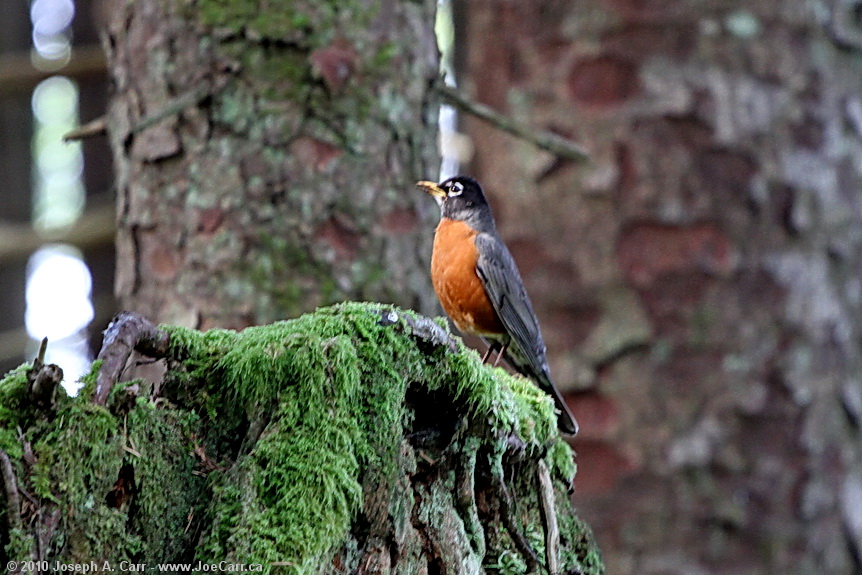 2010.04.16 10:05AM - a single bird on a mossy stump in the coastal forest, French Beach Park, Shirley, BC, Canada - 2010JCIMG_0442-44