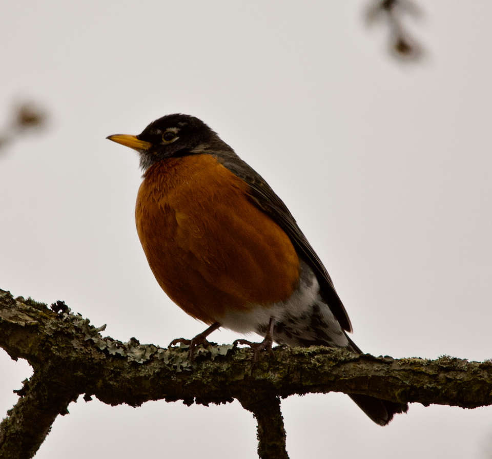 2019.02.10 2:07PM American Robin perched in a Garry Oak tree - Home, Victoria, BC, Canada