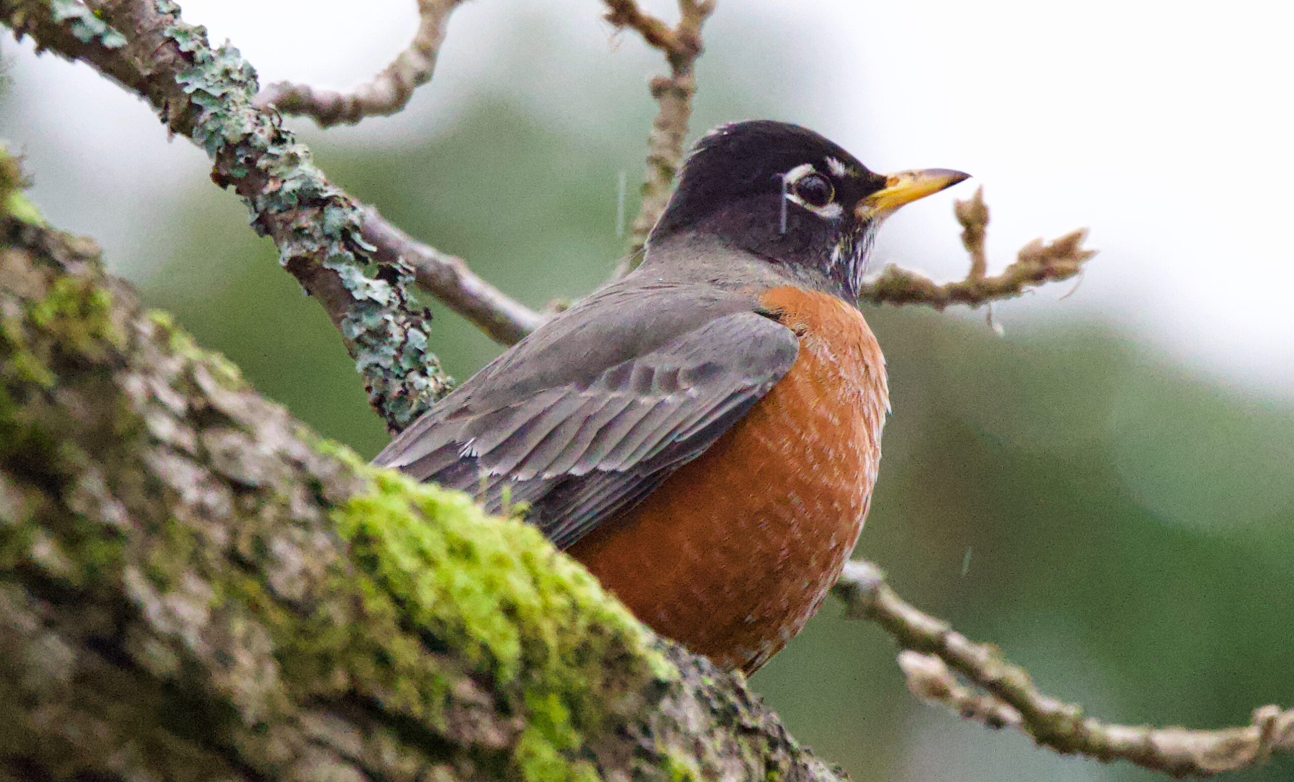American Robin